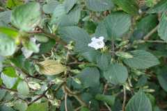 Strobilanthes neoaspera